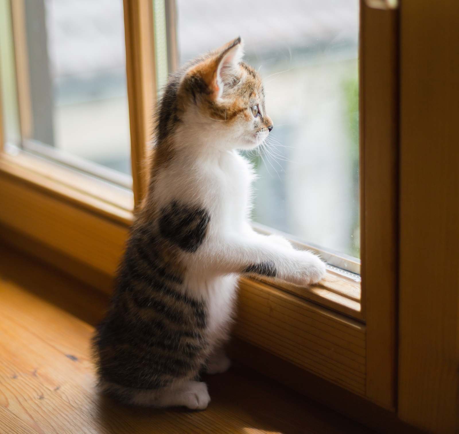 Kat ligt in de zon op de vensterbank voor een groot raam